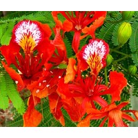 Bloemen-flowers Delonix regia - Flamboyant