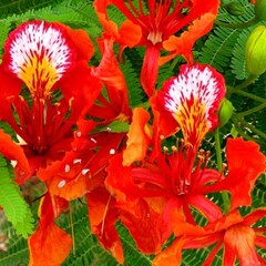 Bloemen-flowers Delonix regia - Flamboyant