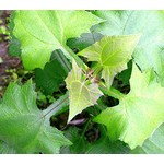 Eetbare tuin-edible garden Smallanthus sonchifolius - Yacon - Appelwortel