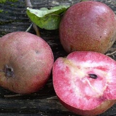 Eetbare tuin-edible garden Pyrus communis Cocomerina - Blood pear