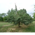 Eetbare tuin-edible garden Pyrus communis Cocomerina - Bloedpeer