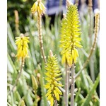 Blad-leaf Aloe vera