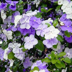 Bloemen-flowers Brunfelsia pauciflora