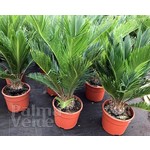 Palmbomen-palms Cycas revoluta - Sago palm