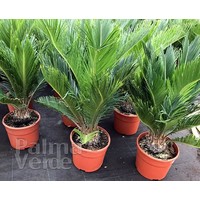 Palmbomen-palms Cycas revoluta - Sago palm