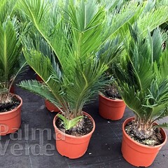 Palmbomen-palms Cycas revoluta - Sago palm