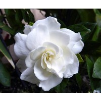 Bloemen-flowers Gardenia jasminoides Grandiflora - Jasmin du Cap