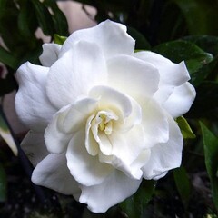 Bloemen-flowers Gardenia jasminoides Grandiflora - Cape jasmine