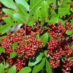 Eetbare tuin-edible garden Schinus terebinthifolius - Roze peper