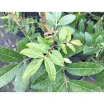 Eetbare tuin-edible garden Schinus terebinthifolius - Roze peper