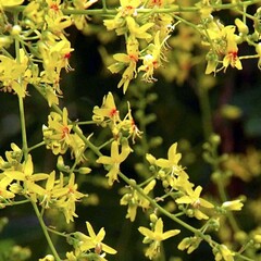 Bomen-trees Koelreuteria paniculata - Golden rain tree