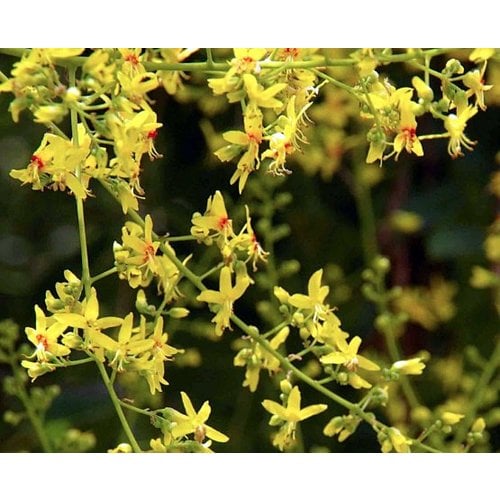 Bomen-trees Koelreuteria paniculata - Blaasjesboom