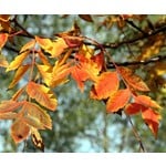 Bomen-trees Koelreuteria paniculata - Golden rain tree