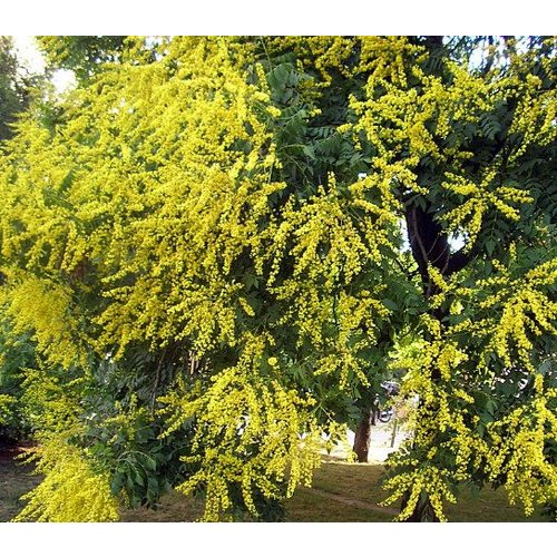 Bomen-trees Koelreuteria paniculata - Golden rain tree