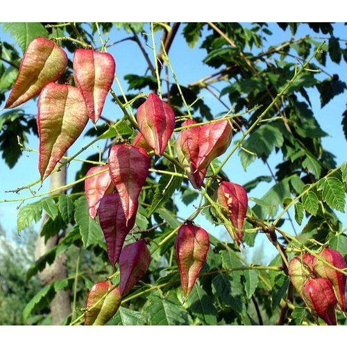 Bomen-trees Koelreuteria paniculata - Blaasjesboom