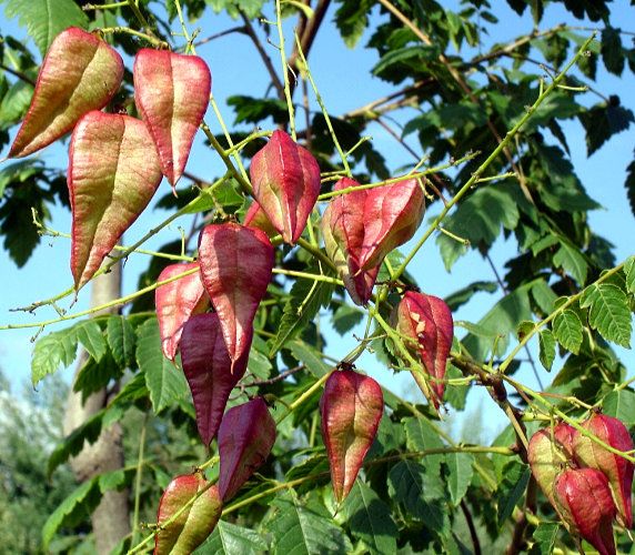 Koelreuteria paniculata Golden rain tree Palma Verde Exoten V.O.F.