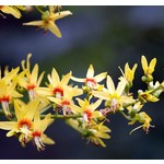 Bomen-trees Koelreuteria paniculata - Golden rain tree