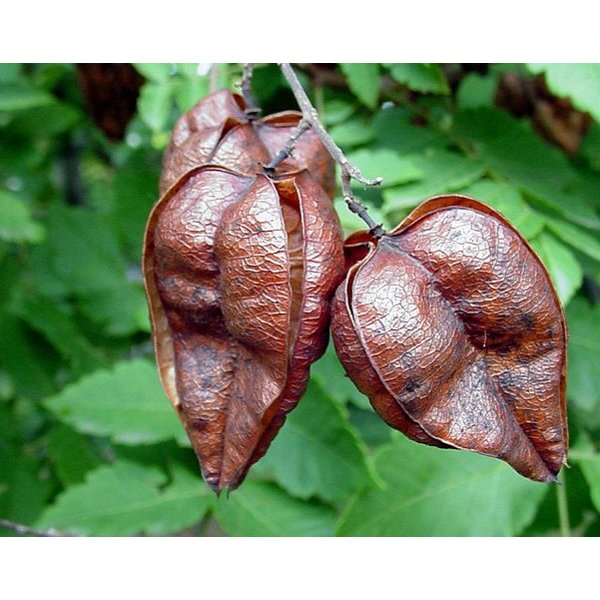 koelreuteria paniculata fruit