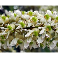 Bomen-trees Maackia amurensis - Maackie de l’Amur