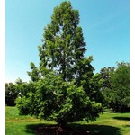 Bomen-trees Metasequoia glyptostroboides - Chinese moerascipres