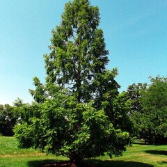 Bomen-trees Metasequoia glyptostroboides - Chinese moerascipres