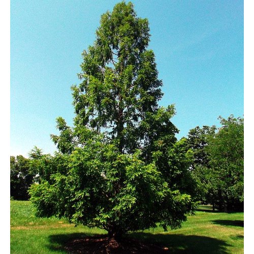 Bomen-trees Metasequoia glyptostroboides - Dawn Redwood