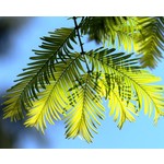 Bomen-trees Metasequoia glyptostroboides - Chinese moerascipres