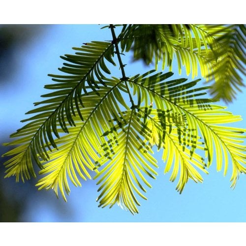 Bomen-trees Metasequoia glyptostroboides - Dawn Redwood