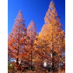 Bomen-trees Metasequoia glyptostroboides - Dawn Redwood