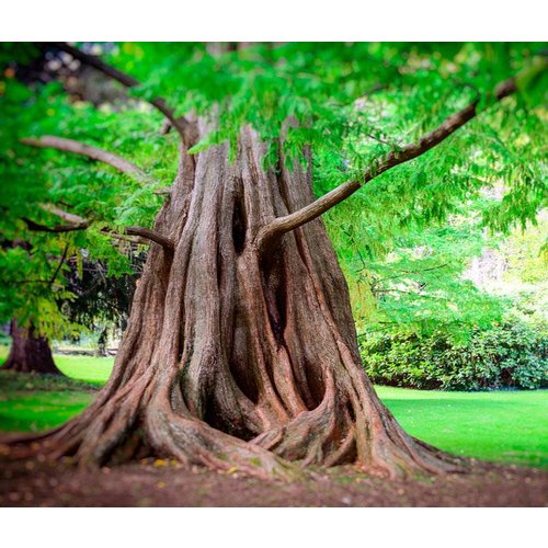 Bomen-trees Metasequoia glyptostroboides - Chinese moerascipres