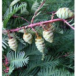 Bomen-trees Metasequoia glyptostroboides - Dawn Redwood