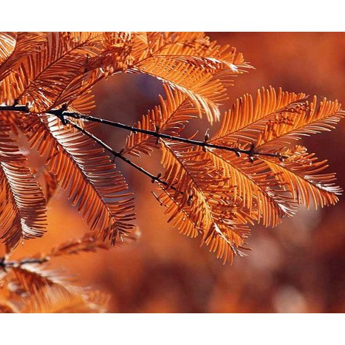 Bomen-trees Metasequoia glyptostroboides -  Séquoïa de Chine