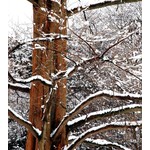 Bomen-trees Metasequoia glyptostroboides - Dawn Redwood