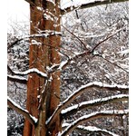 Bomen-trees Metasequoia glyptostroboides -  Séquoïa de Chine