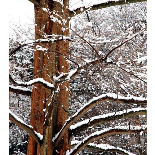 Bomen-trees Metasequoia glyptostroboides - Dawn Redwood