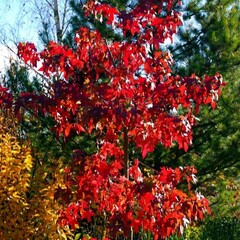 Bomen-trees Parrotia persica - Perzisch ijzerhout