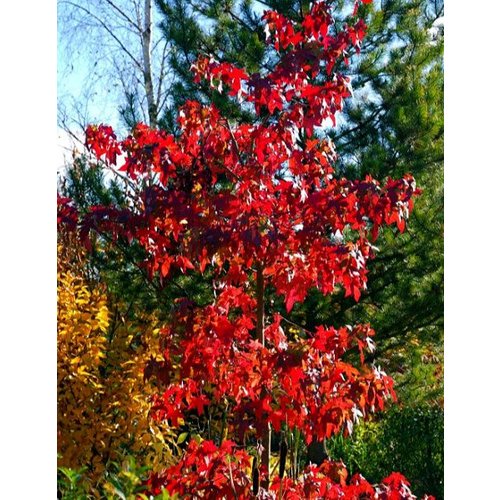 Bomen-trees Parrotia persica - Perzisch ijzerhout