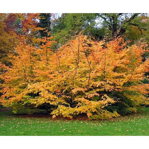 Bomen-trees Parrotia persica - Persian ironwood