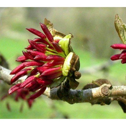 Bomen-trees Parrotia persica - Persian ironwood