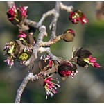 Bomen-trees Parrotia persica - Perzisch ijzerhout