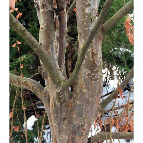 Bomen-trees Parrotia persica - Perzisch ijzerhout