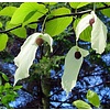 Bomen-trees Davidia involucrata - Arbre aux mouchoirs