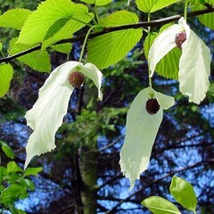 Bomen-trees Davidia involucrata - Arbre aux mouchoirs