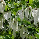 Bomen-trees Davidia involucrata - Arbre aux mouchoirs