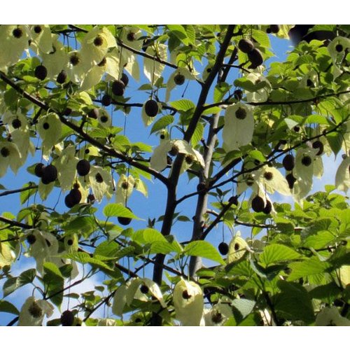 Bomen-trees Davidia involucrata - Zakdoekenboom