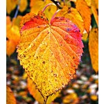 Bomen-trees Davidia involucrata - Handkerchief tree