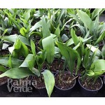 Blad-leaf Aspidistra elatior -  Aspidistre élevée