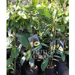 Eetbare tuin-edible garden Persea americana - Avocado plant