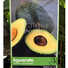 Eetbare tuin-edible garden Persea americana - Avocadoplant
