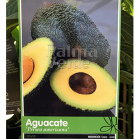 Eetbare tuin-edible garden Persea americana - Avocado plant